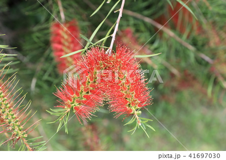 ブラシノキ ブラシノキ 41697030