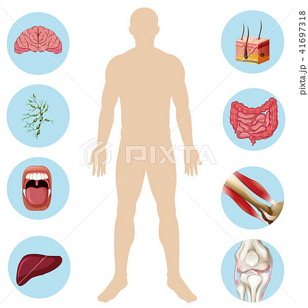 Human Organ Anatomy Part of Body 41697318