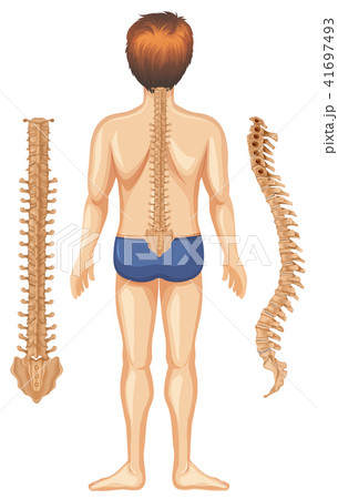 Human Anatomy of Spine on White Background Human Anatomy of Spine on White Background 41697493