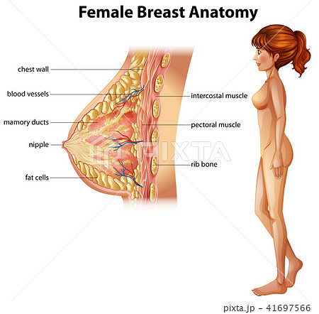 Human Anatomy of Female Breast - Stock Illustration [41697566] - PIXTA