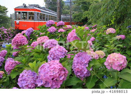 箱根登山鉄道と紫陽花 41698013