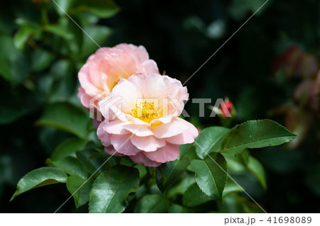 ピンク色のばら「ウーメロ」の花のアップ	 41698089