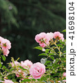 ピンクのバラ 41698104