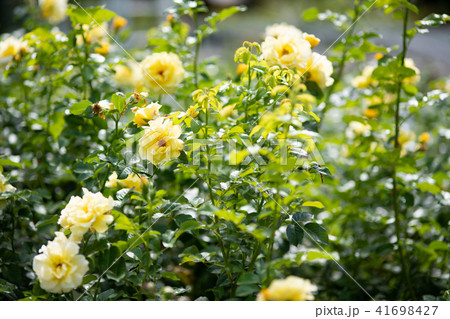 黄色いばら エバーゴールド の花の写真素材
