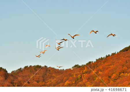 大山下池の白鳥 41698671