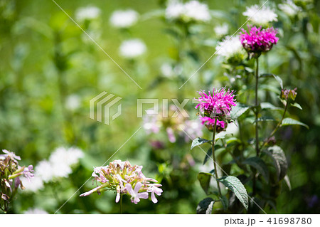 ピンク色のベルガモットの花のアップ	 41698780