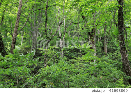 初夏の天然林ー浅草岳　福島県只見町 41698869
