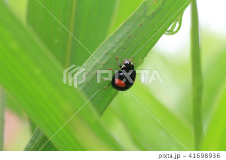 フタホシテントウ 41698936