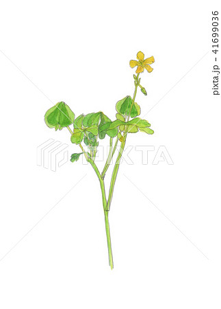 カタバミ　Oxalis corniculata 41699036