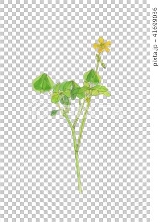 カタバミ　Oxalis corniculata 41699036