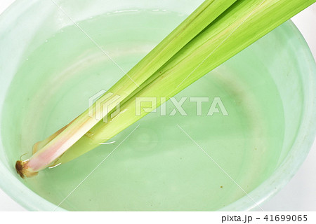 菖蒲の葉の写真素材