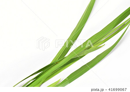 菖蒲の葉の写真素材