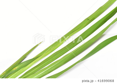 菖蒲の葉の写真素材