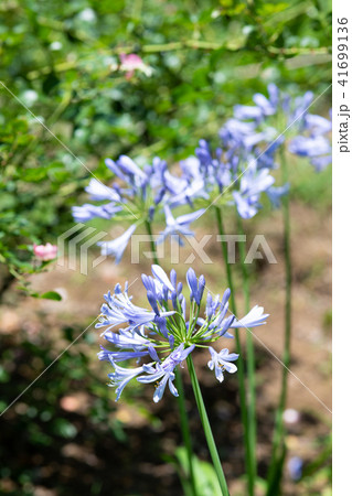 花の写真パネル 紫色のアガパンサス-