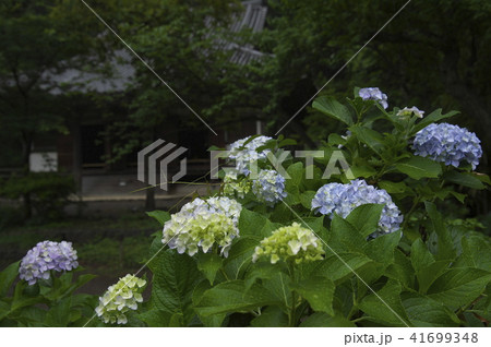 三渓園に咲くアジサイ 41699348