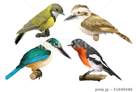 A Set of Birds on White Background 41699486