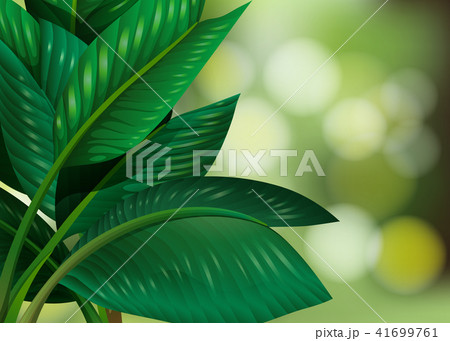 Green Leaf on Natural Background Green Leaf on Natural Background 41699761