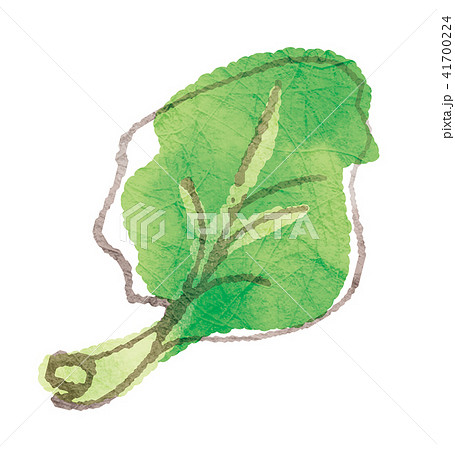 漬物にしたらおいしい野菜シリーズ_高菜 41700224
