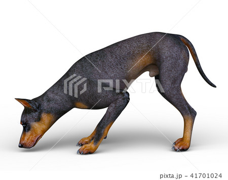 ドーベルマンのイラスト素材 ドーベルマンのイラスト素材