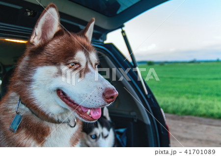 Siberian husky dog sitting in the trunk of the car 41701089
