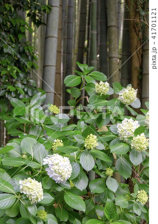 鎌倉報国寺のあじさい 41701121