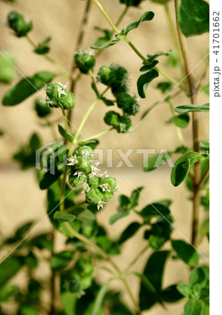 スイートマジョラム 41701662