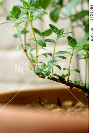 スイートマジョラム スイートマジョラム 41701668