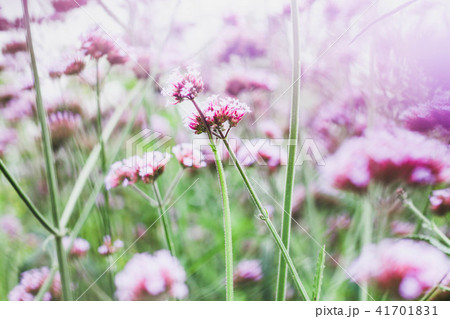 Verbena 41701831