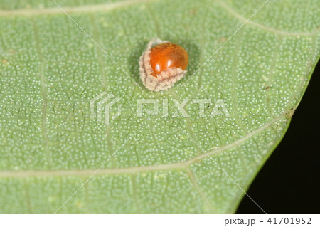 生き物 昆虫 ダイダイテントウ 蛹から成虫に変身中 頭をだすのは最後のようですの写真素材