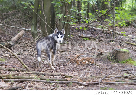 husky in forest husky in forest 41703020