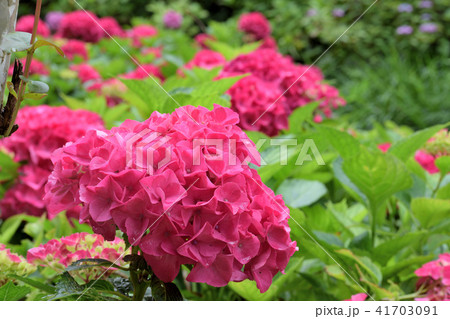 紫陽花 紫陽花 41703091