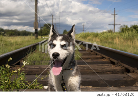 siberian Husky sits siberian Husky sits 41703120