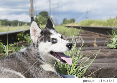 siberian Husky sits 41703121