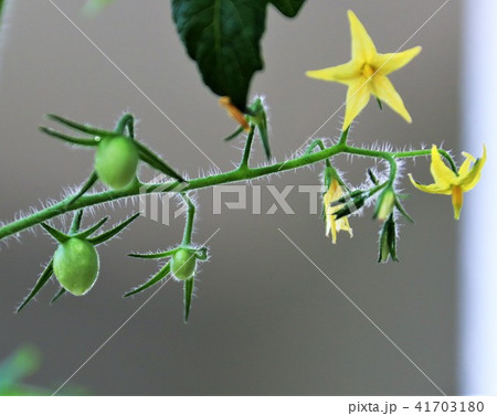 ミニトマトの花と実の写真素材