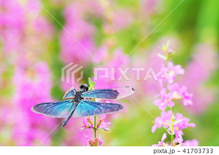 チョウトンボ オス とミソハギの花の写真素材