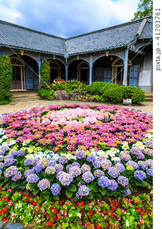 ながさき紫陽花まつり グラバー園 長崎県長崎市 の写真素材