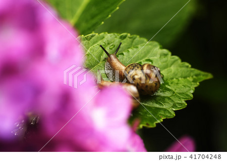 カタツムリ 蝸牛 紫陽花 梅雨 アジサイ 6月 季節 花 咲く 雨 降雨 葉 カタツムリ 蝸牛 紫陽花 梅雨 アジサイ 6月 季節 花 咲く 雨 降雨 葉 41704248