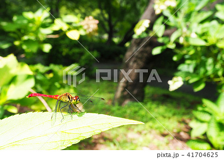 マユタテアカネ（オス） 41704625