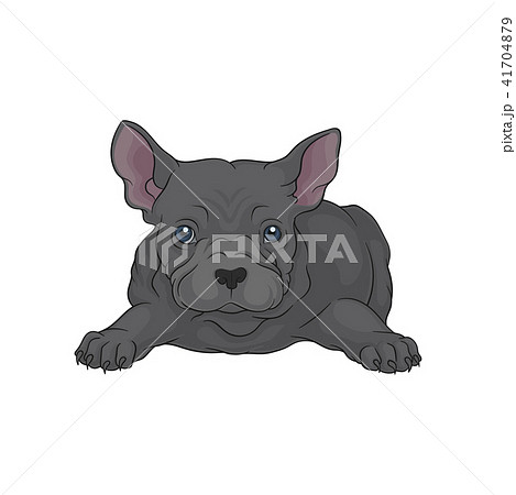 Cute boston terrier puppy in lying down pose. Home pet. Cartoon vector element for t-shirt print Cute boston terrier puppy in lying down pose. Home pet. Cartoon vector element for t-shirt print 41704879