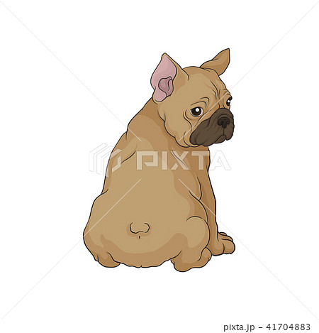 muzzle boston terrier