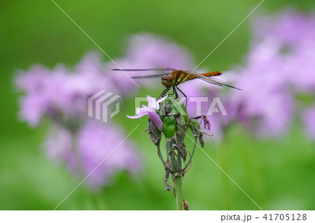 ツルバギアに赤とんぼ  41705128