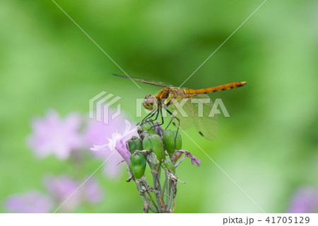 ツルバギアに赤とんぼ ツルバギアに赤とんぼ 41705129