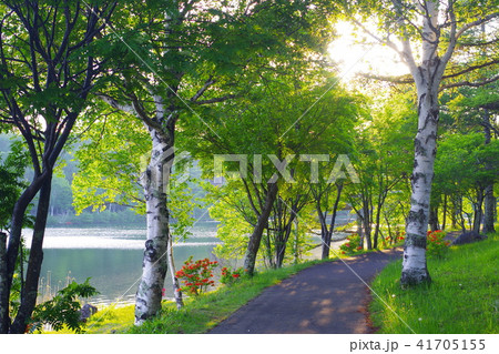 女神湖の散策路 女神湖の散策路 41705155