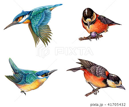 カワセミ ヤマガラのイラスト素材