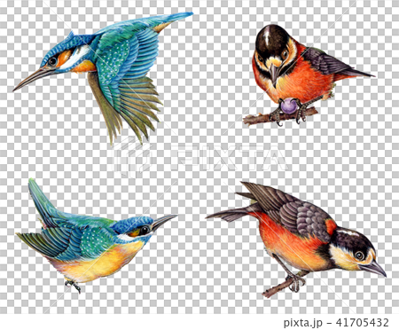 Kingfisher, Varied Tit 41705432