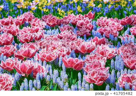 Fringed Tulips Flowerbed 41705482