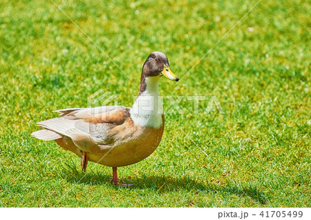 Duck on the Grass Duck on the Grass 41705499
