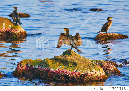 Cormorants on the Rocks 41705518