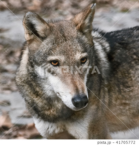 Portrait of Wolf 41705772