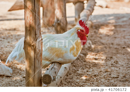 White Rooster on a Perch 41706172